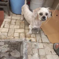 پاکوتاه