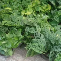 تمام گلها  از ۱۰۰تا ۱۵۰هزار حراج|گل و گیاه طبیعی|نیشابور, ناسیونال|دیوار