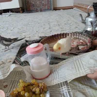 فروش عروس هلندی