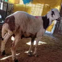 بره قوچ پلنگی|حیوانات مزرعه|صحنه, |دیوار