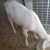 بزسانن|حیوانات مزرعه|پاکدشت, پاکدشت (مامازند)|دیوار