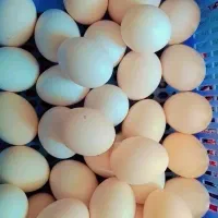 تخم مرغ محلی