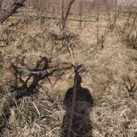 نهال الو حاج حسنی و کبرایی ۳ ساله