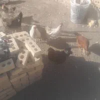 مرغ‌فروشی|حیوانات مزرعه|رضویه, |دیوار