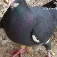 کبوتردرج یک