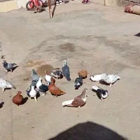 تعدادی کفتر
