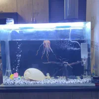 آکواریوم شیشه خم با کلیه لوازم 100لیتری|ماهی|تهران, باغ خزانه|دیوار