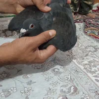 کبوتر پلاکی|پرنده|اهواز, ملاشیه|دیوار