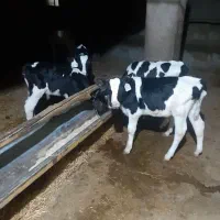 فروش یک عدد گوساله دو ماهه شیر خار