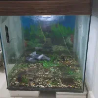 آکواریوم ماهی زینتی