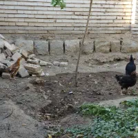دو عدد مرغ گلین بعلاوه پنج عدد جوجه