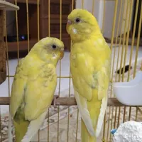 مرغ عشق سخنگو هلندی اسپانگل|پرنده|شهریار, |دیوار