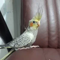 عروس هلندی بالغ