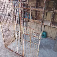 قفس پرنده