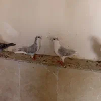فروش کبوتر