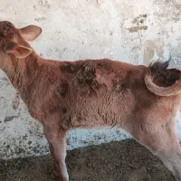 یک عدد گوساله نر بران سویس