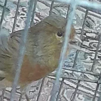 قناری نر سبز دارچینی