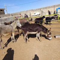 الاغ ماده گله ای