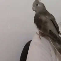 گمشده|حیوانات|پاپی, |دیوار