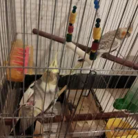 عروس هلندی مولد