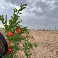 مجموعه باغی محمود آباد گرگاب(قسطی بدون پیش پرداخت)|فروش زمین و ملک کلنگی|شاهین‌شهر, گرگاب|دیوار