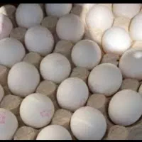 پخش تخم مرغ