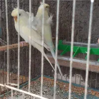 مرغ عشق پروانه ای فول