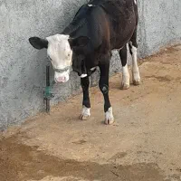 گوساله ماده سیمینتال