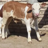 بازار دام گوساله سمینتال|حیوانات مزرعه|صفی آباد, |دیوار