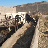 کارگرمیخوام برای گاوداری و کشاورزی