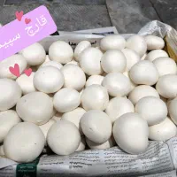 قارچ دکمه ای|خوردنی و آشامیدنی|اصفهان, سنبلستان|دیوار