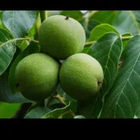 گردو از شما چیدن از ما (شراکتی)