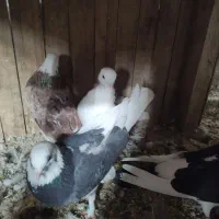 6تا کبوتر آس|پرنده|شاهرود, |دیوار