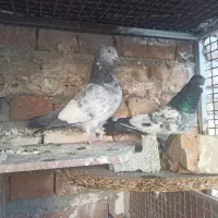 کفتر|پرنده|ایرانشهر, |دیوار