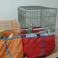 مرغ عشق و عروس هلندی نر و ماده