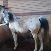 اسب|اسب و تجهیزات اسب‌سواری|پیر بکران, |دیوار