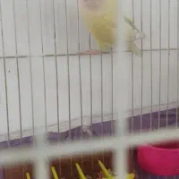 طوطی کوتوله|پرنده|مشهد, تلگرد|دیوار