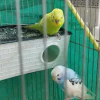 جفت مرغ عشق تخم جوجه ای|پرنده|جیرفت, |دیوار