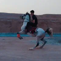 اسب عرب دوسر