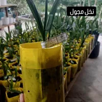 نخل کشت و بافت شرکت رعنا کرج|خدمات باغبانی و درختکاری|لامرد, |دیوار