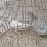 کفتر پرشی میخای بیا|پرنده|کاشان, طاهرآباد|دیوار