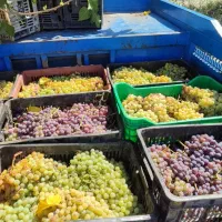 انگور