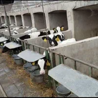 گوساله امریکایی