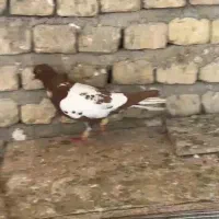 ابلغ افغانی