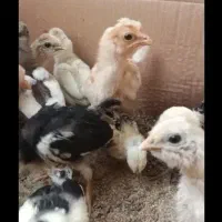 جوجه مرغ و خروس هایه زینتی دو ماهه|حیوانات مزرعه|کاشمر, |دیوار