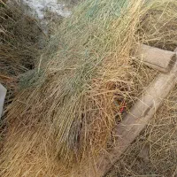 علف|لوازم جانبی حیوانات|نظر کهریزی, |دیوار