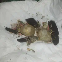 مهره سلیمانی بشرط