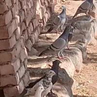 تعداد کفتر فروشی