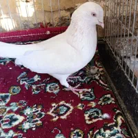 دوتا نر|پرنده|گلپایگان, |دیوار