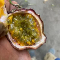 پشن فروت تازه